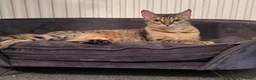 Savannah cats for sale: Stunning Savannah Queen–Looking For Forever Home ❤ - Advert 13