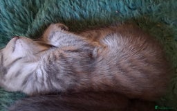 Mixed Breed cats for sale: Awesome Spotty Dotty Silver  Blue Bengal x Kittens - Image 21
