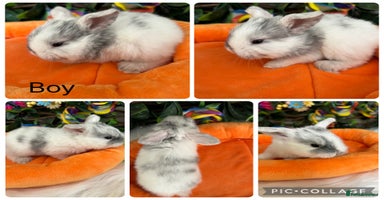 Mini Lop rabbits - Advert 3