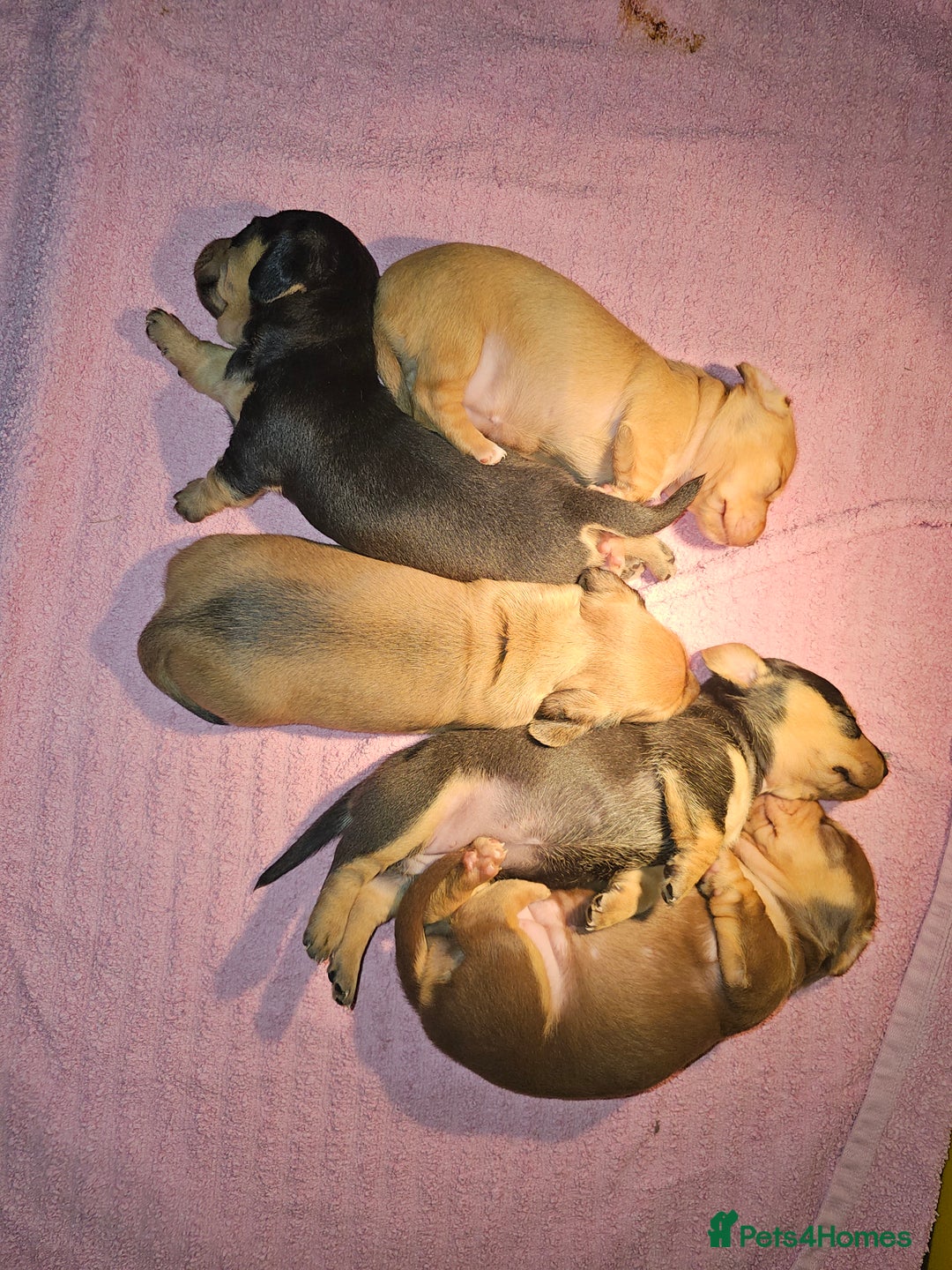 Dachshund dogs for sale: Dachshund puppies - Advert 7