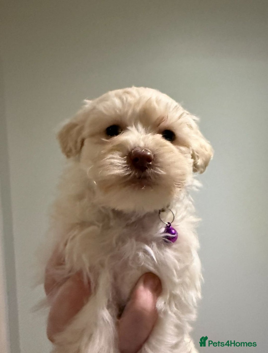Mixed Breed dogs for sale: Toy Westiepoo Puppies - Non-Shed - Advert 12