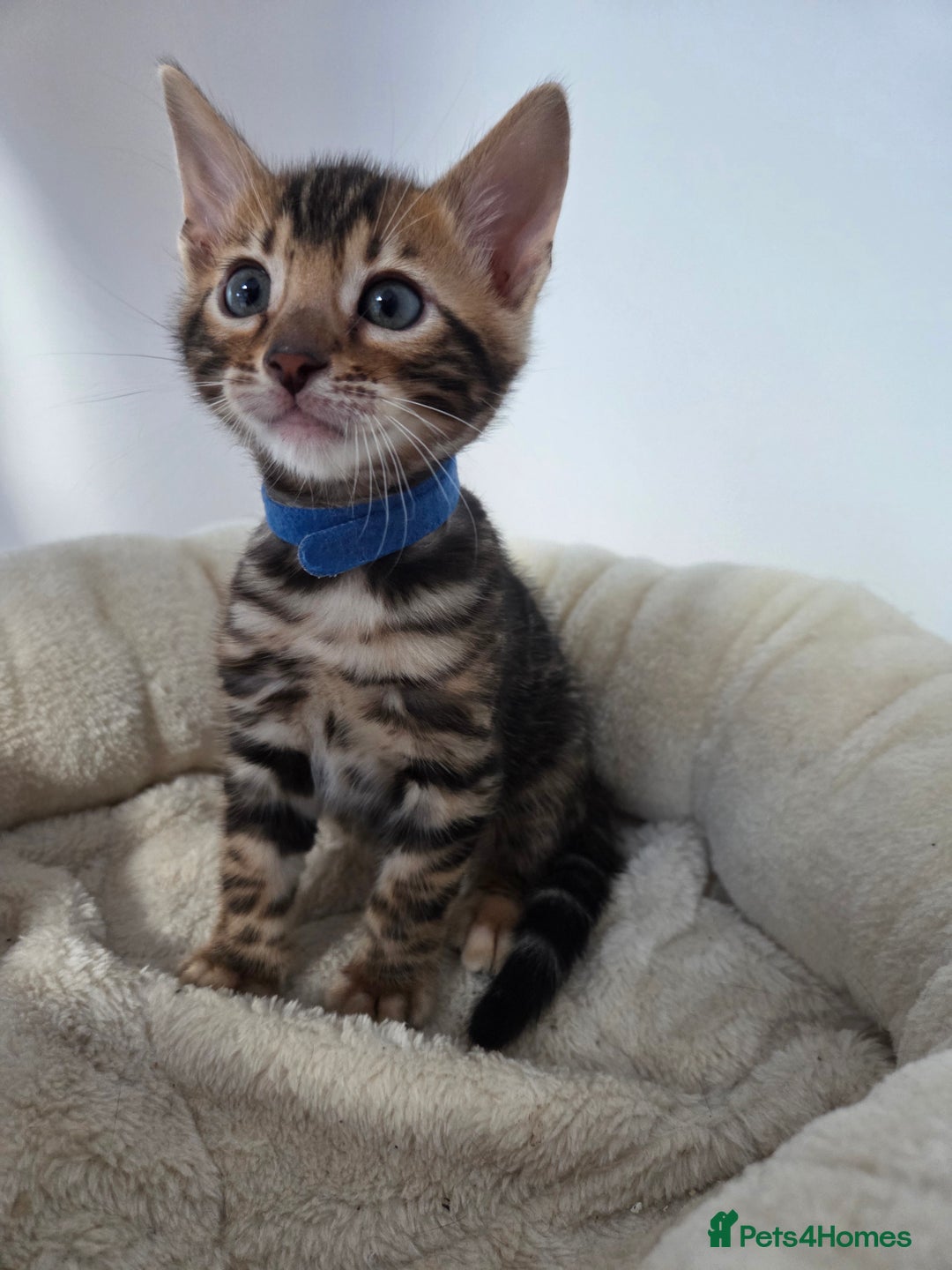 Bengal cats for sale: Tica register Bengal Kittens 😸  - Advert 9