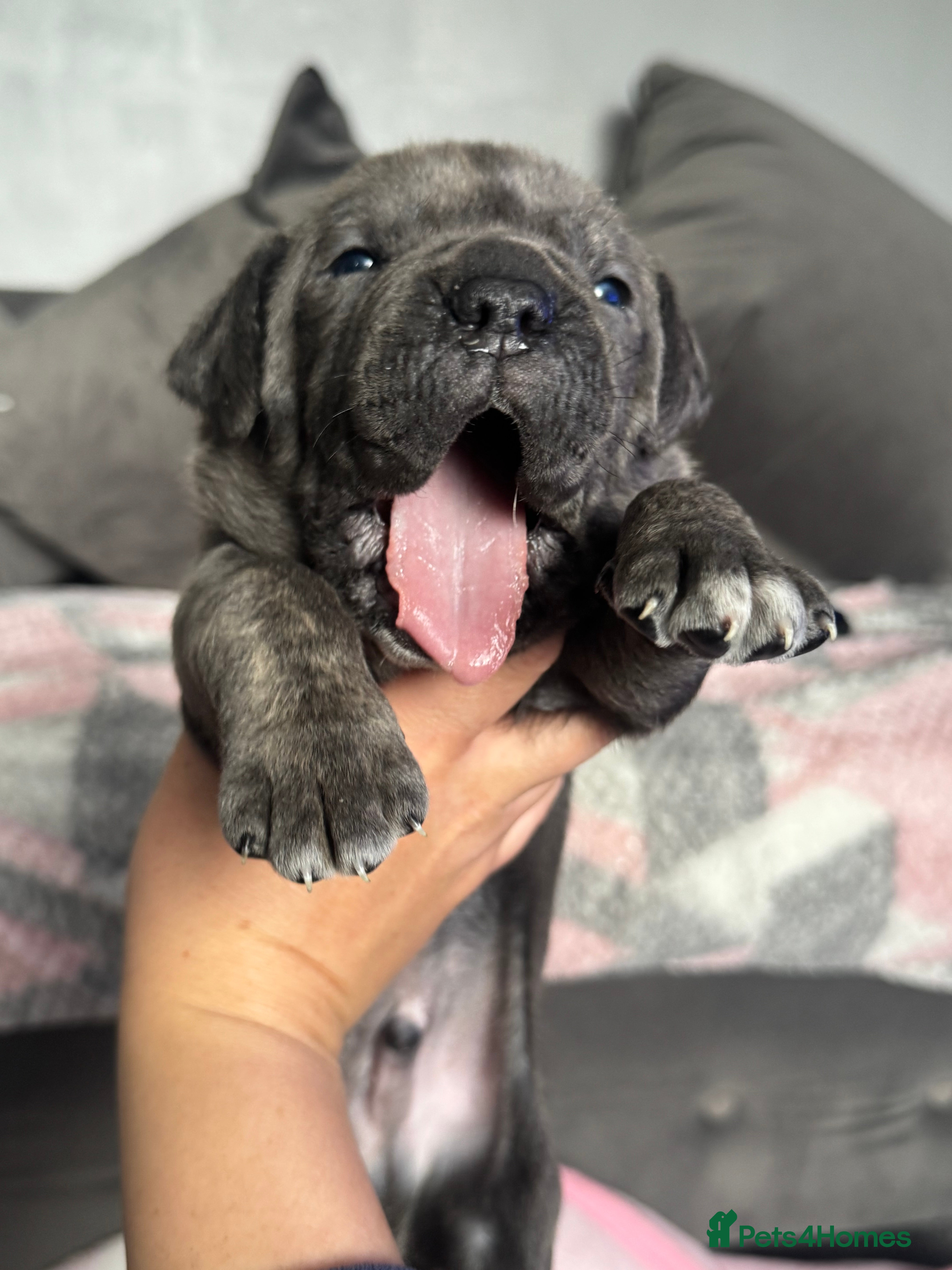 Cane Corso dogs Cane corso pups - Advert 1
