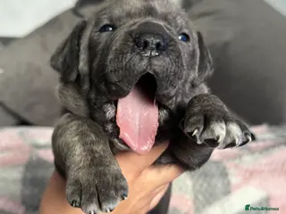Cane Corso dogs Cane corso pups - Advert 1