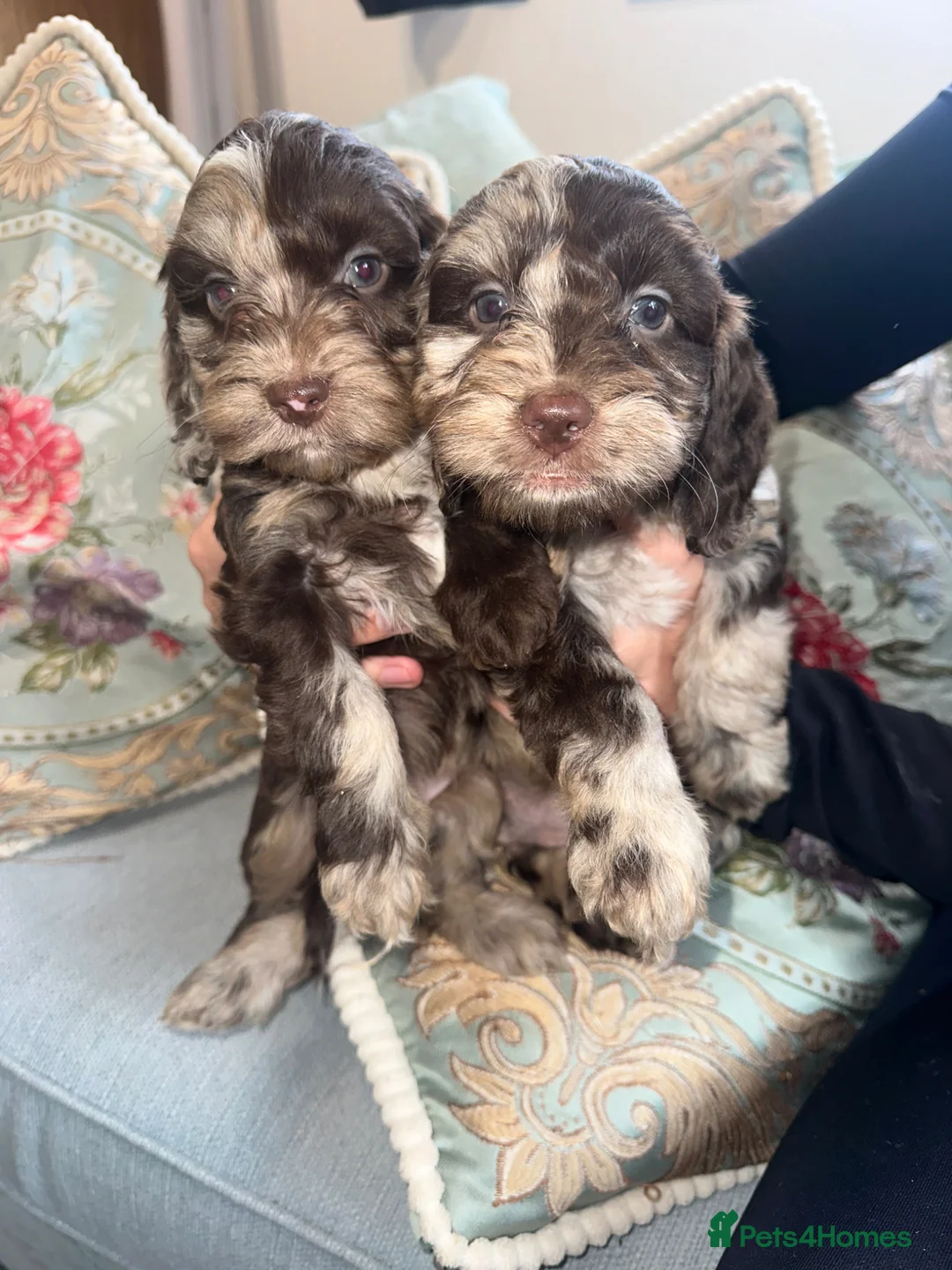 Cockapoo dogs for sale: Mixed Litter Of Cockapoo Puppies - Advert 2