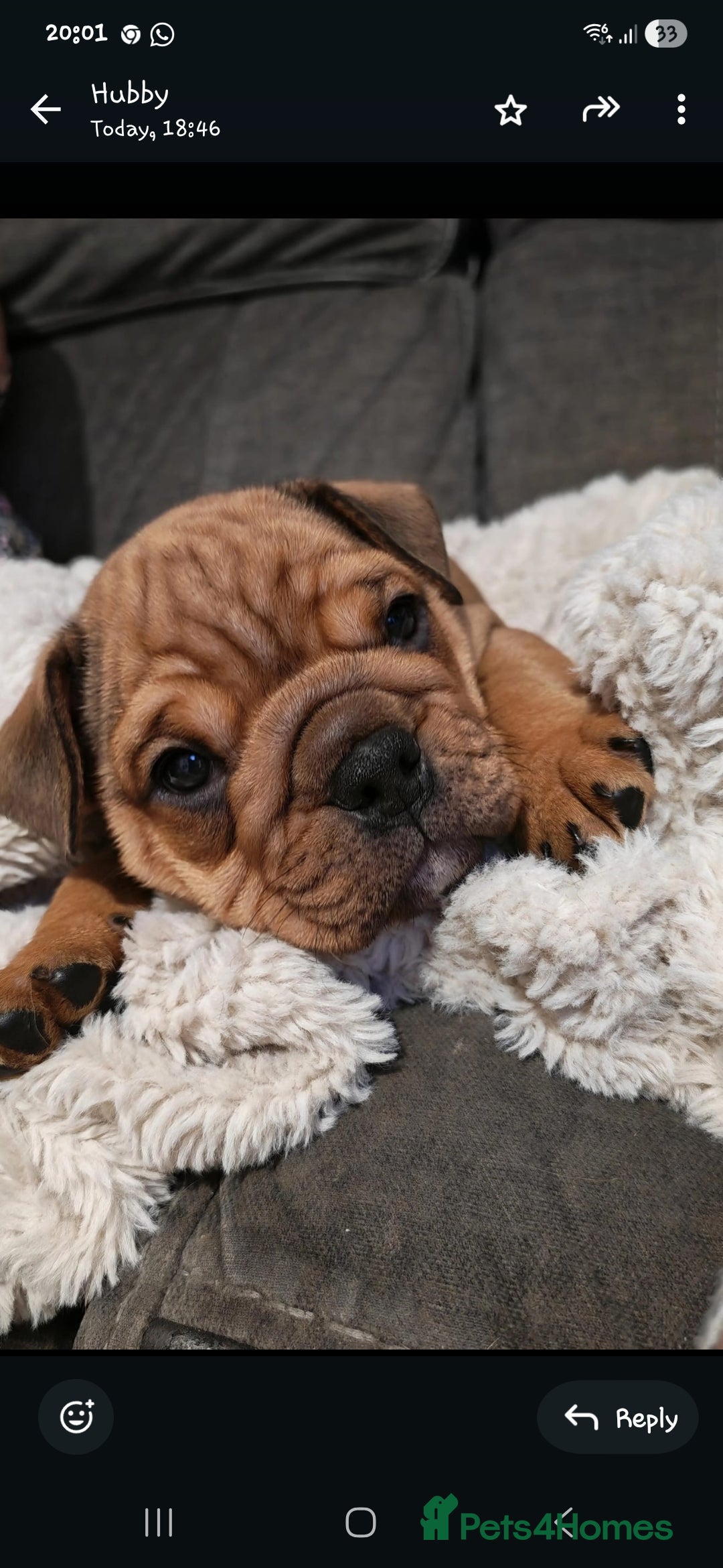 Mixed Breed dogs for sale: New england bulldogs  - Advert 1