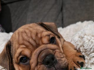 Mixed Breed dogs New england bulldogs - Advert 15