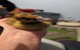 Ducks poultry for sale: 3 ducklings needing forever homes  - Image 1