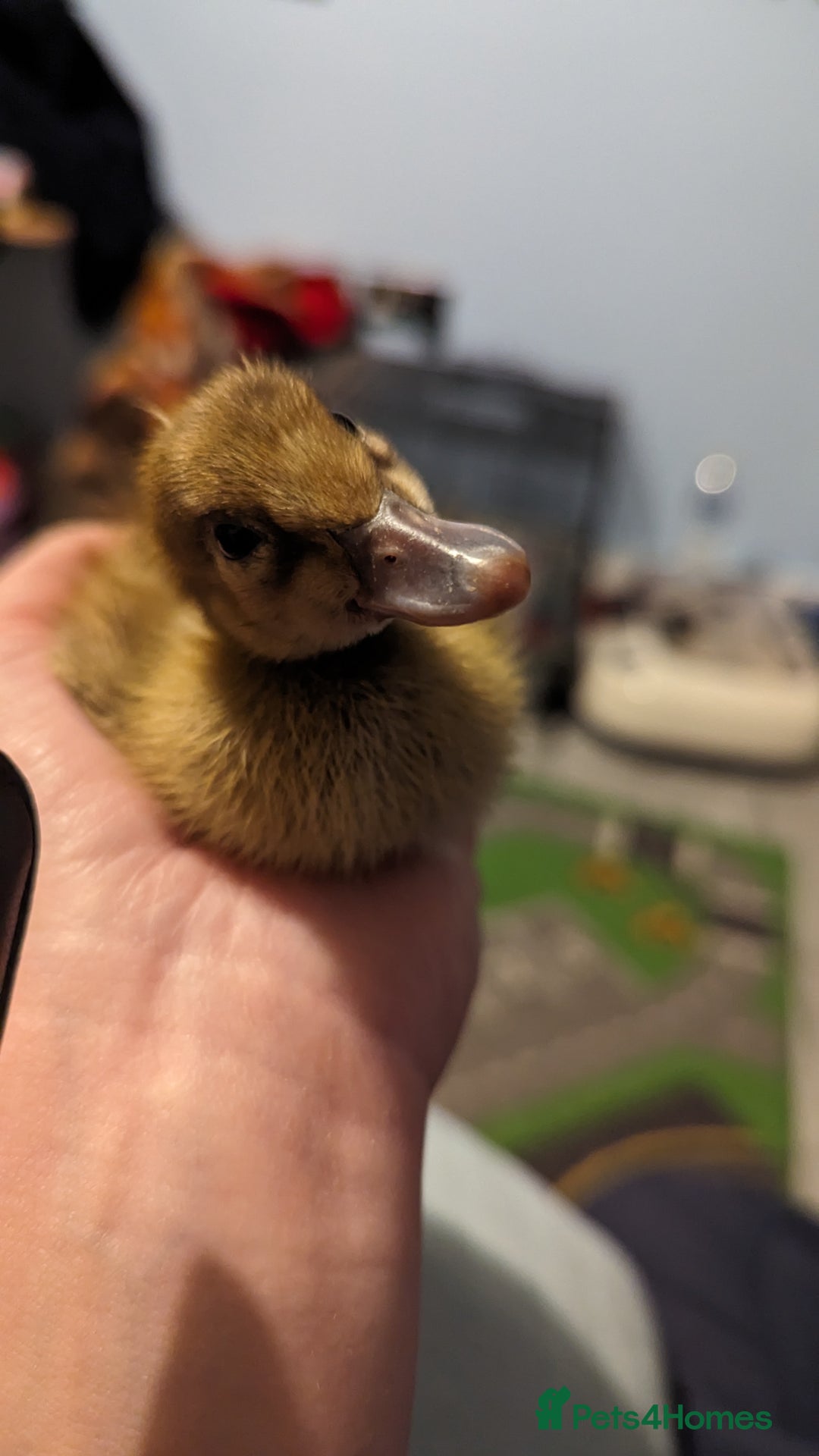 Ducks poultry for sale: 3 ducklings needing forever homes  - Image 1