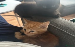 Mixed Breed cats for sale: 3  furbabies  looking for a forever home  - Image 7