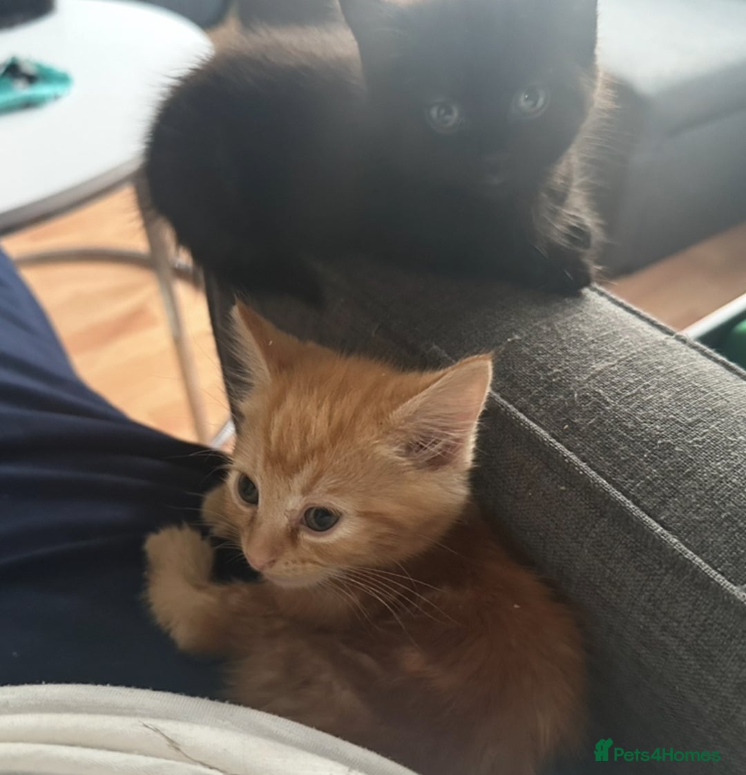 Mixed Breed cats for sale: 3  furbabies  looking for a forever home  - Image 7