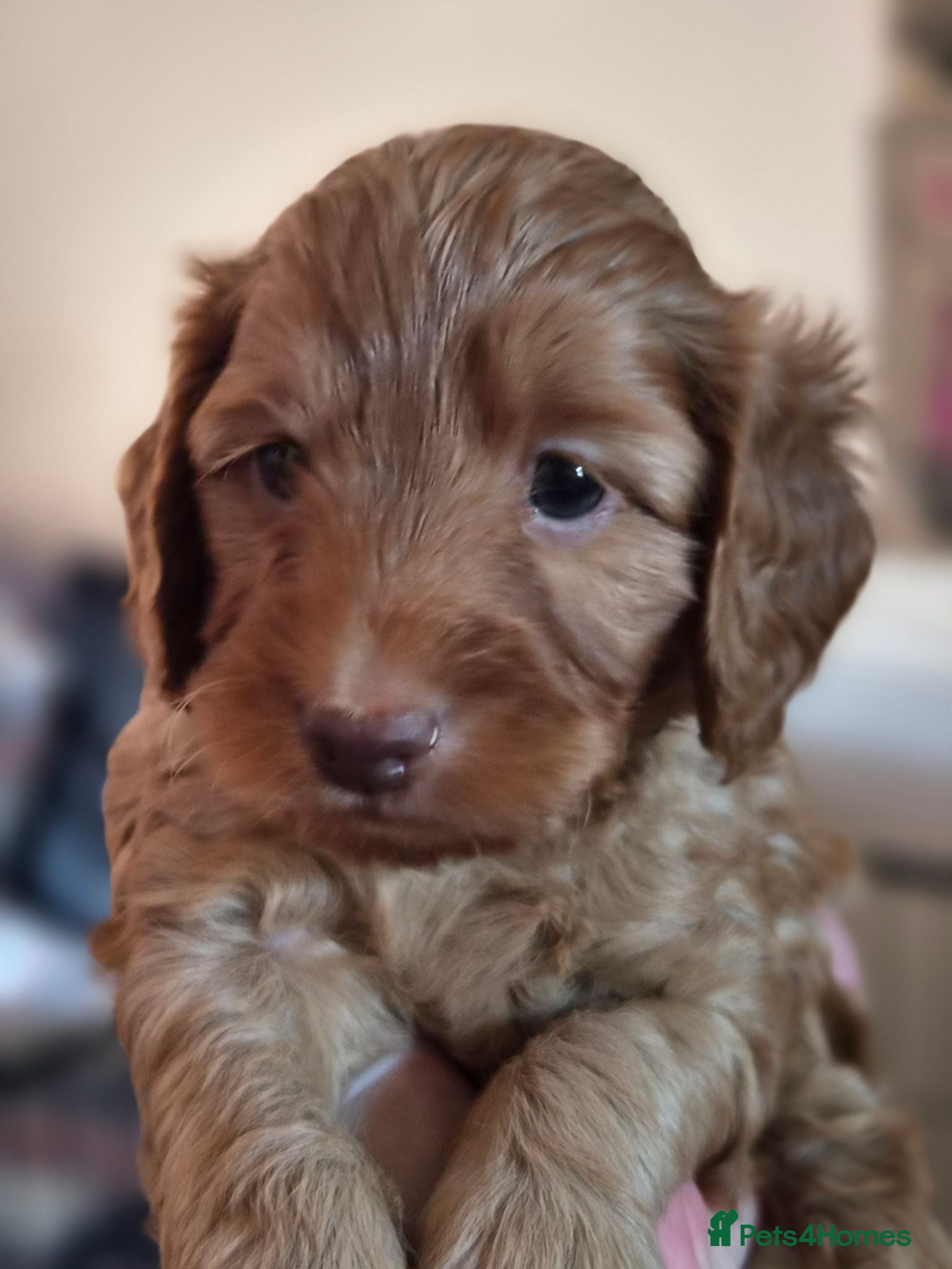 Cockapoo dogs beautiful cockapoo's - Advert 2