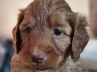 Cockapoo dogs beautiful cockapoo's - Advert 1