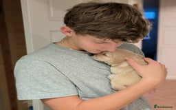 Golden Retriever dogs for sale: Beautiful Golden Retriever Puppies For Sale - Image 15