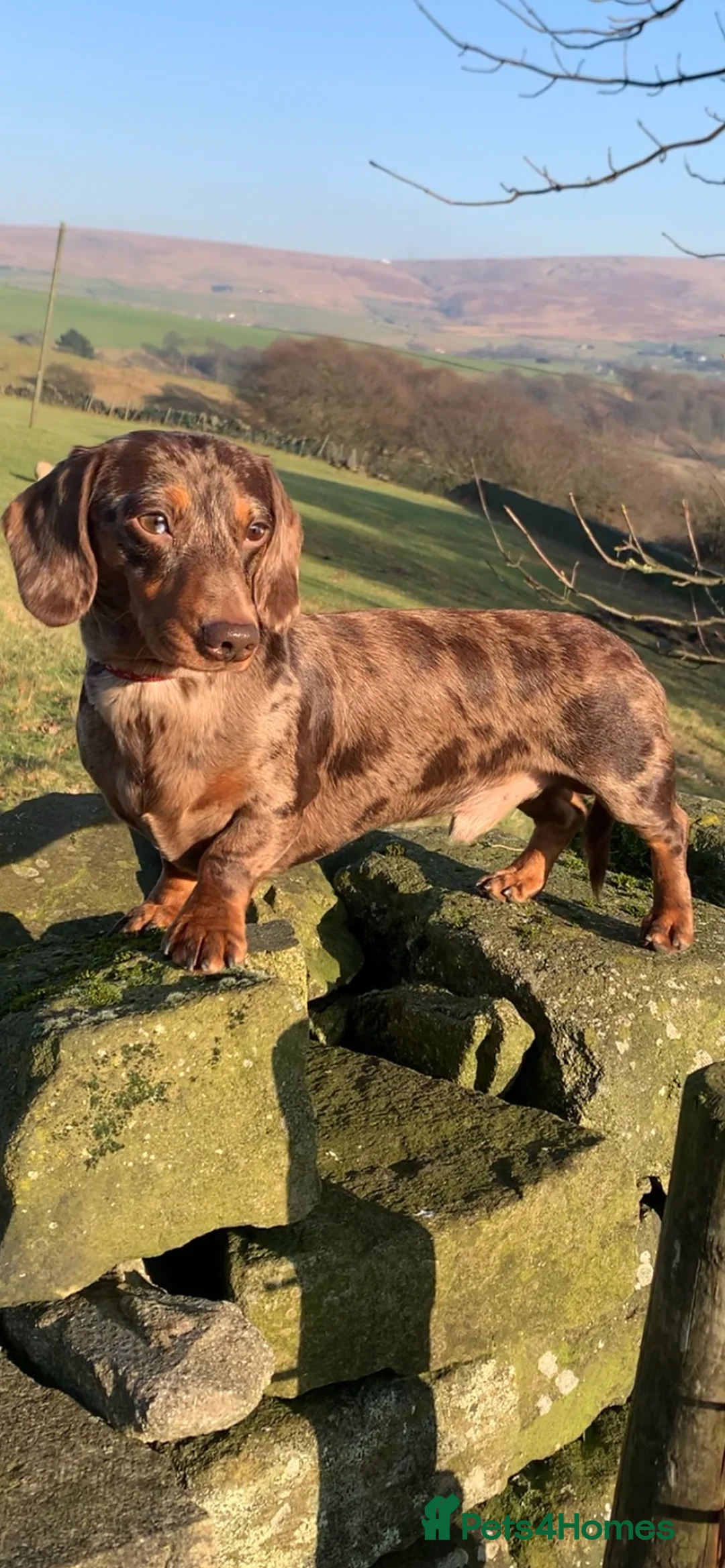 Miniature Dachshund dogs for stud: Extensively Health Tested KC REG Mini Dachshund in Littleborough - Advert 6