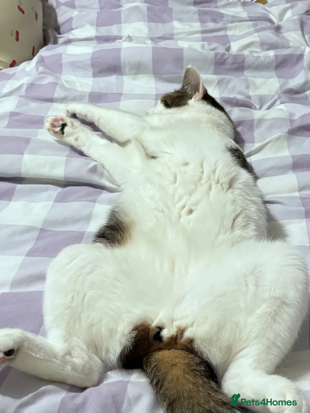 Mixed Breed cats for sale: Distinguished Young Gentleman  - Advert 7