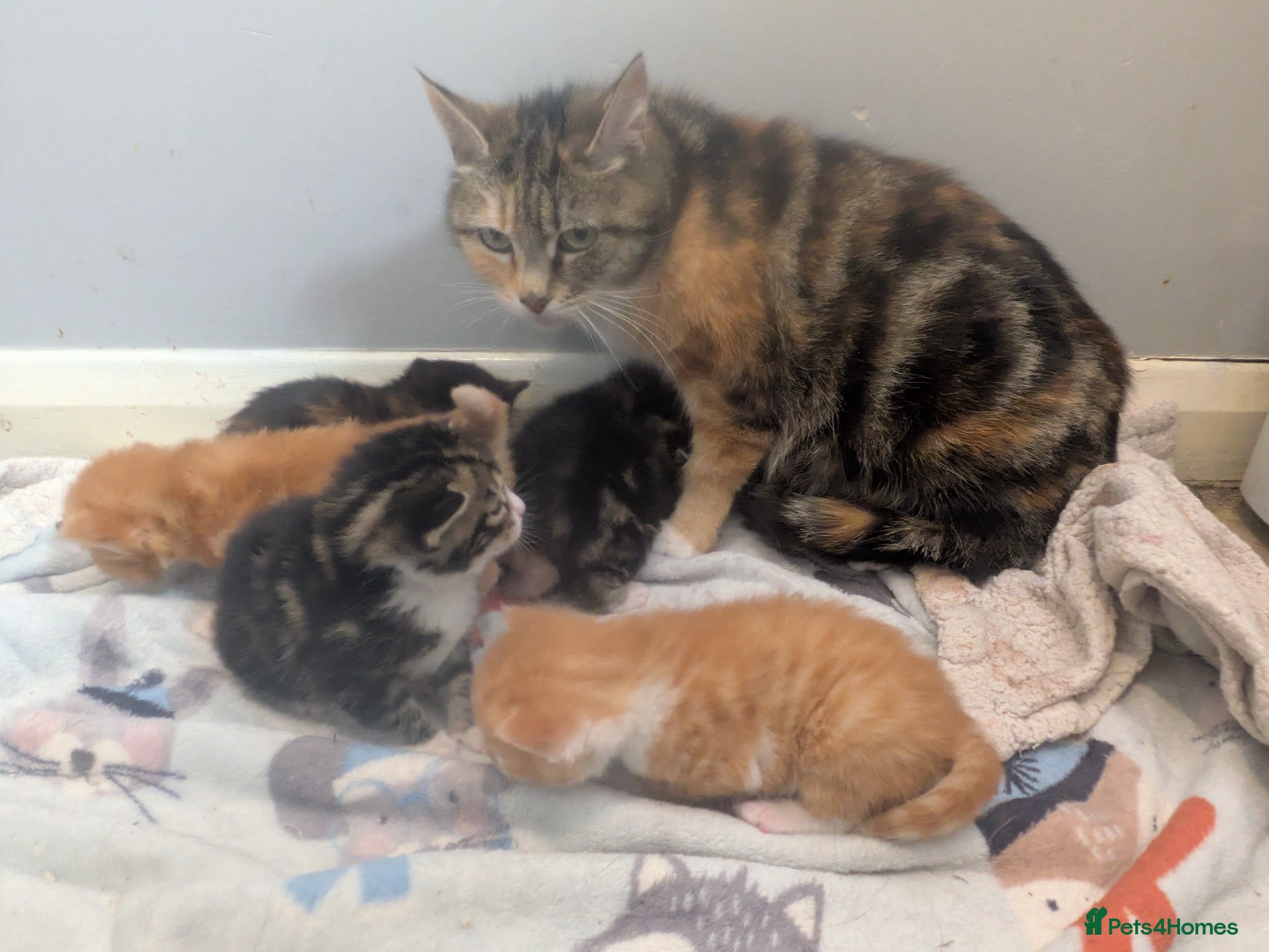 Mixed Breed cats Beautiful Fluffy Kittens - Advert 1