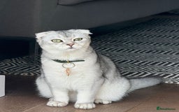 Scottish Fold cats for sale: Scottish Fold Kittens Variety of Colours - Image 38