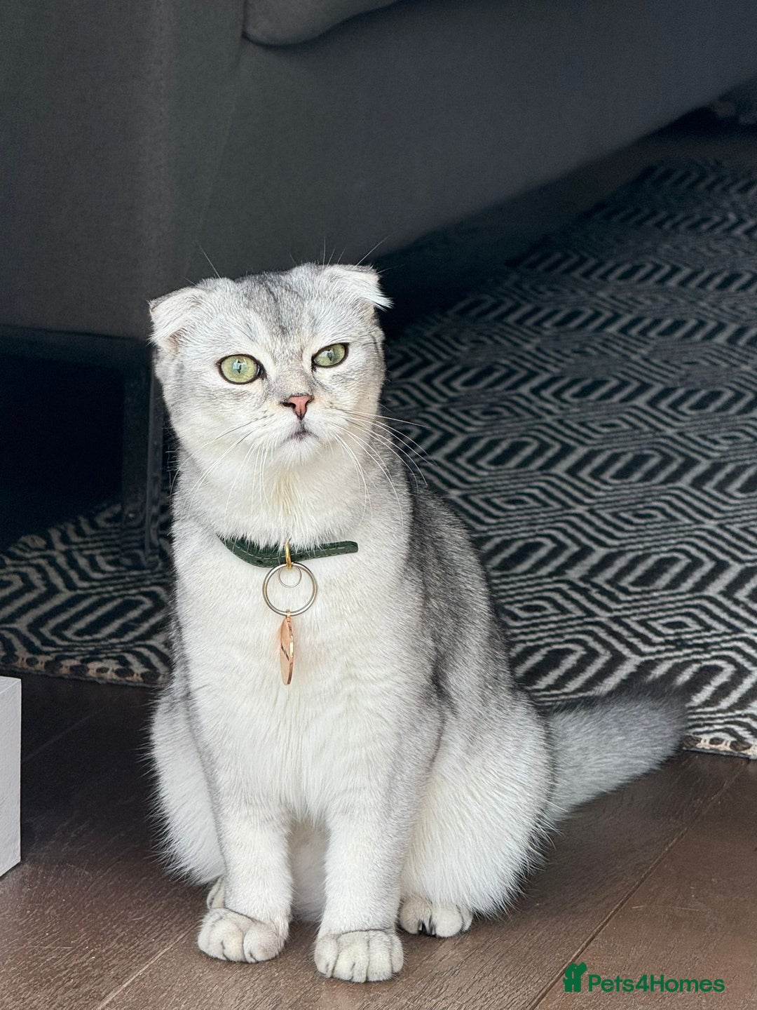 Scottish Fold cats for sale: Scottish Fold Kittens Variety of Colours - Image 38