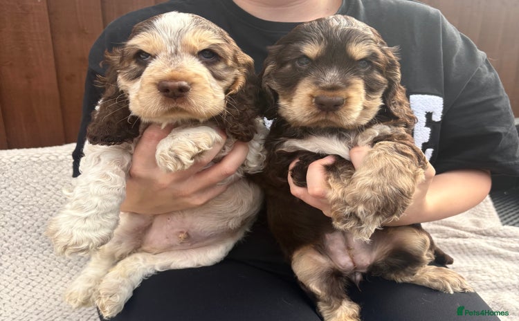 Cocker Spaniel dogs - Advert 2