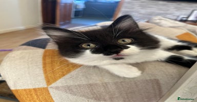 British Longhair cats - Advert 13