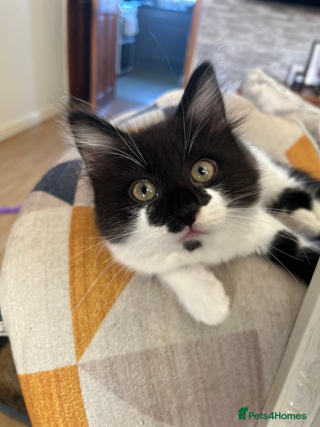 British Longhair cats for sale: Last ones of the litter  - Image 2