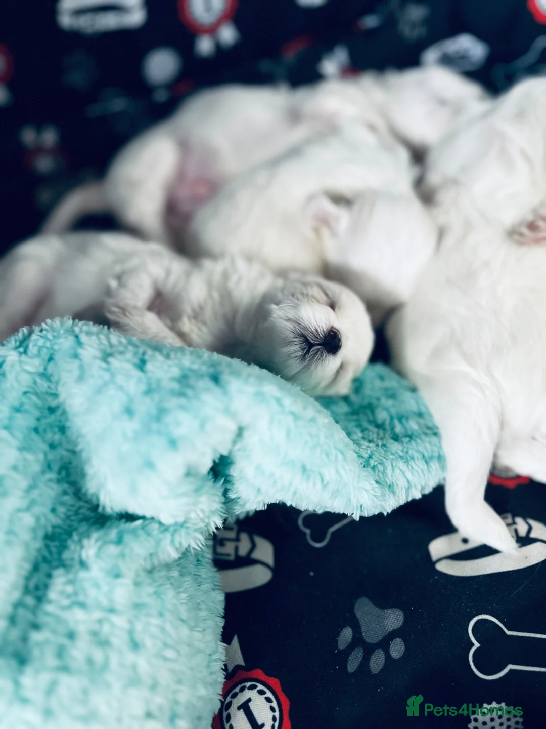 Maltese dogs for sale: Beautiful Maltese Boys in Bristol - Advert 17