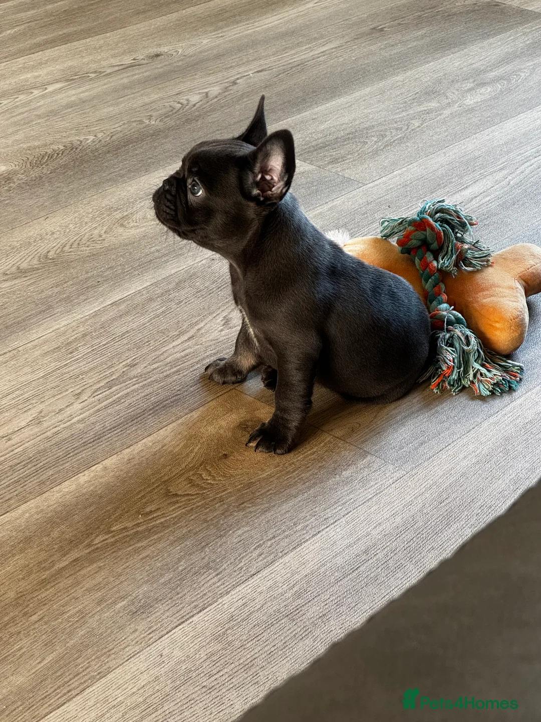 French Bulldog dogs for sale: French Bulldog Bitch - Advert 6