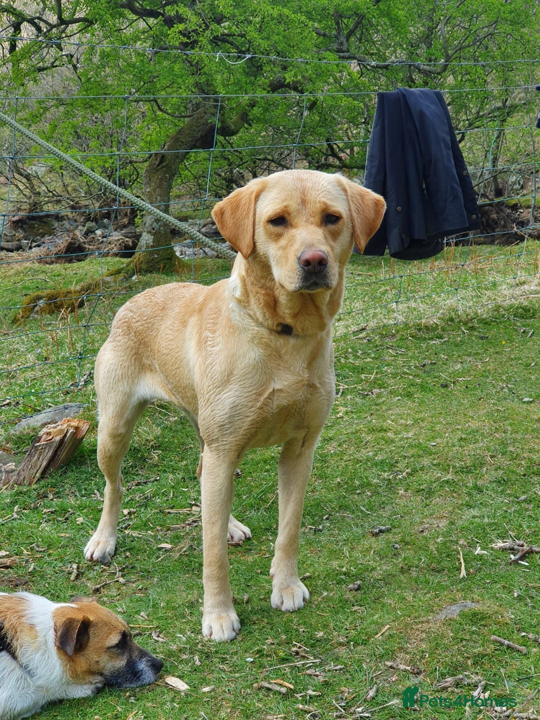 Labrador Retriever dogs for sale: Fox Red Labrador Puppies - Advert 9