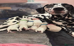 Dalmatian dogs for sale: Dalmatian Puppies  - Image 1