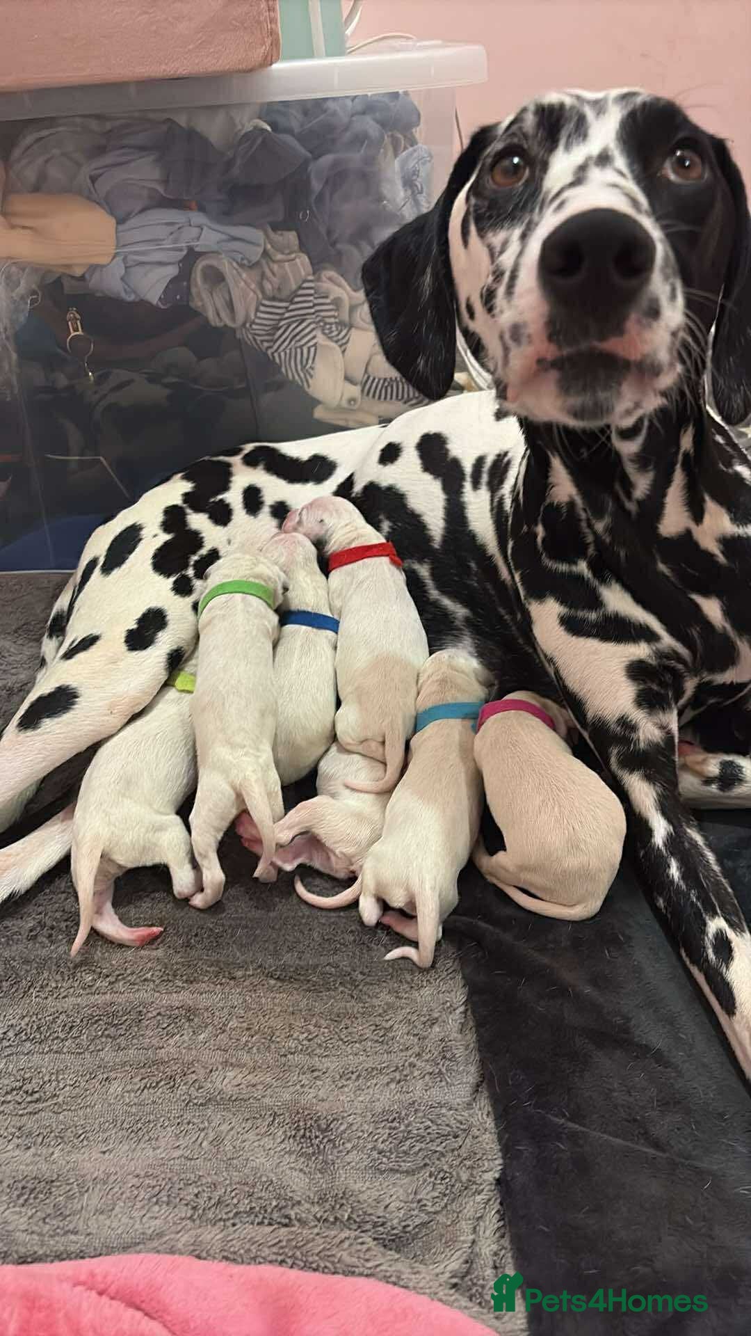 Dalmatian dogs for sale: Dalmatian Puppies  - Image 1