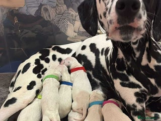Dalmatian dogs - Advert 31
