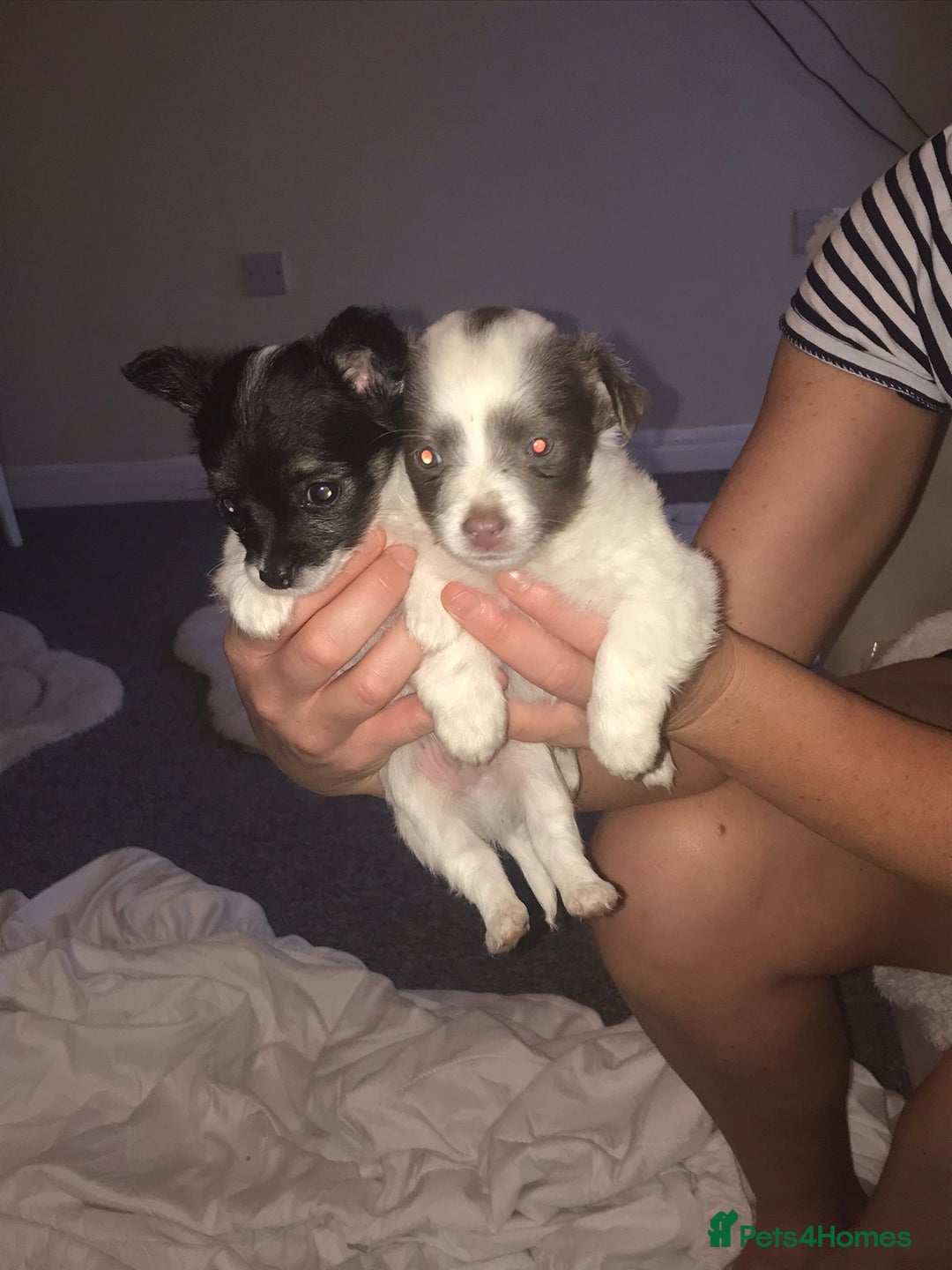 Mixed Breed dogs for sale: Miniature teacup chihuahua X Jack russell puppies  - Image 4