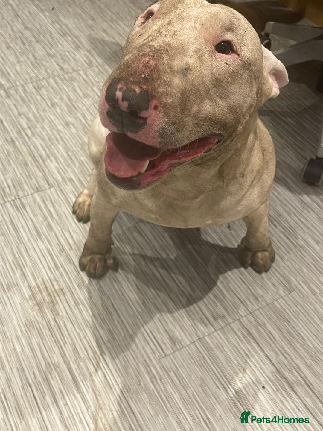 English Bull Terrier dogs for sale: Jayko KC Registered English Bull Terrier - Advert 6