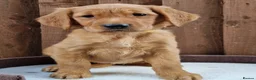 Golden Retriever dogs for sale: Last girl and boy KC Red Golden Retriever - Advert 14