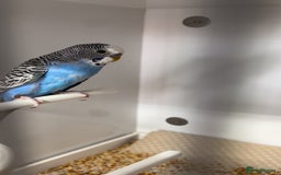 Budgerigars birds for sale: Babies & -Adult Budgies  in Ebbw Vale - Image 1