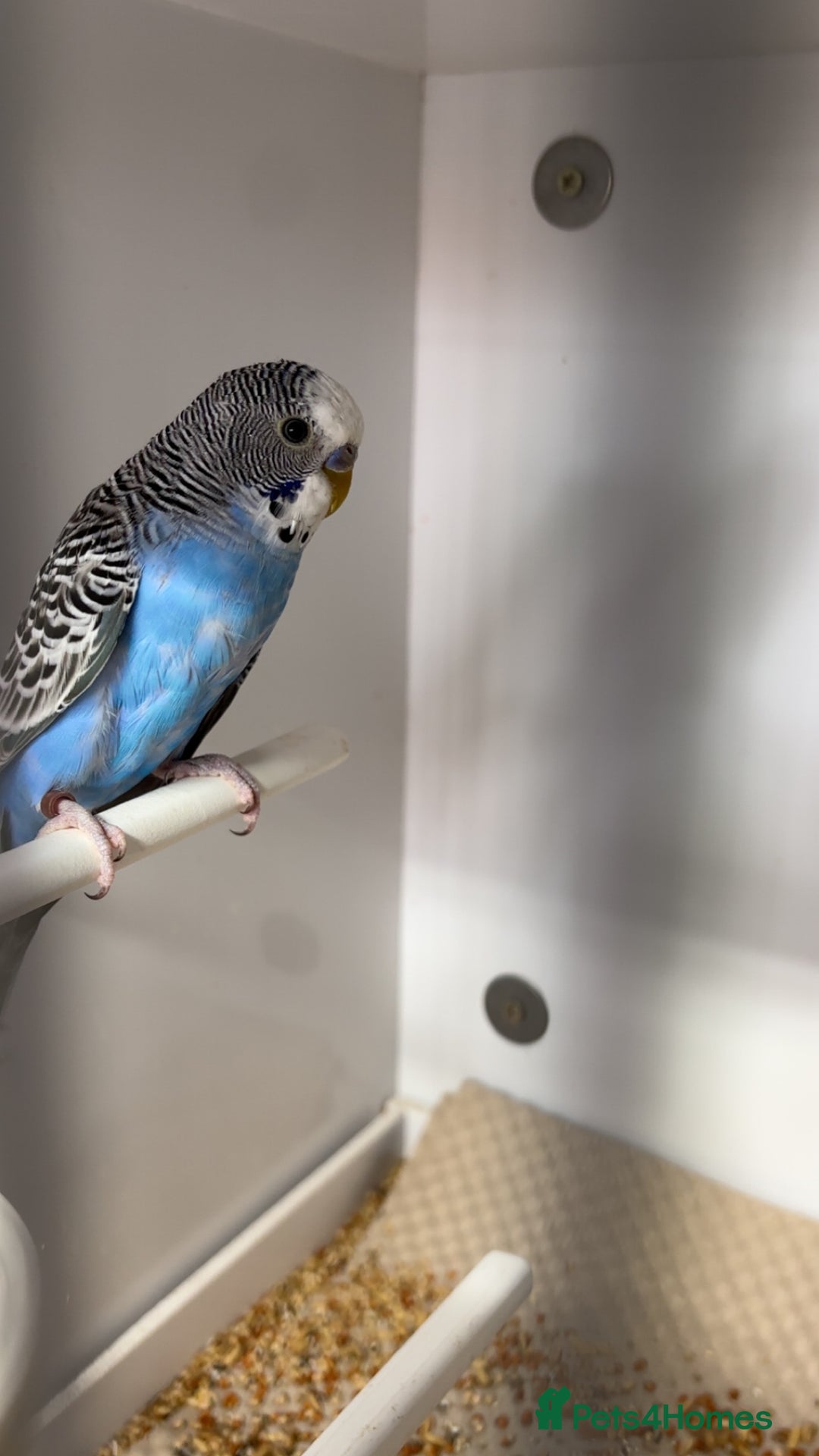 Budgerigars birds for sale: Babies & -Adult Budgies  in Ebbw Vale - Image 1
