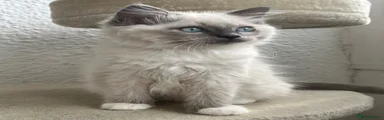 Ragdoll 2 (Teenie)