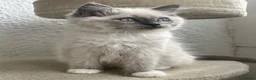 Ragdoll cats for sale: Blue Tortie Point Mitted Ragdoll Kittens in Haddington - Advert 3