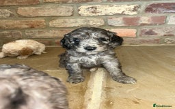 Cockapoo dogs for sale: Cockapoo puppies - Image 7