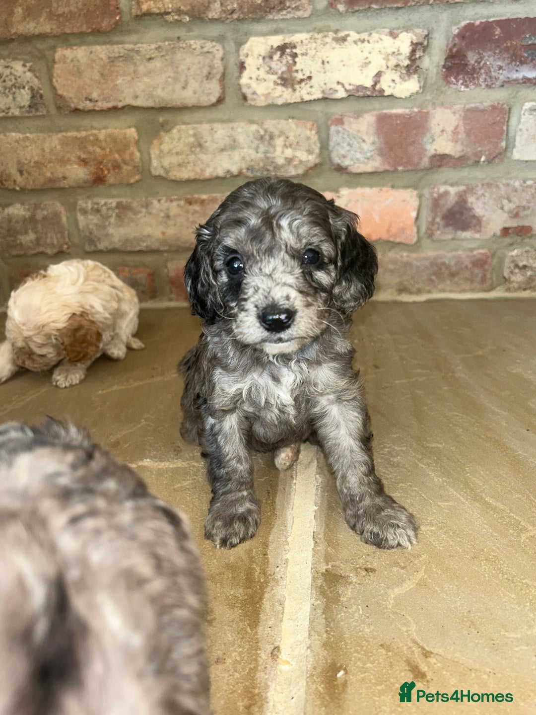 Cockapoo dogs for sale: Cockapoo puppies - Image 7
