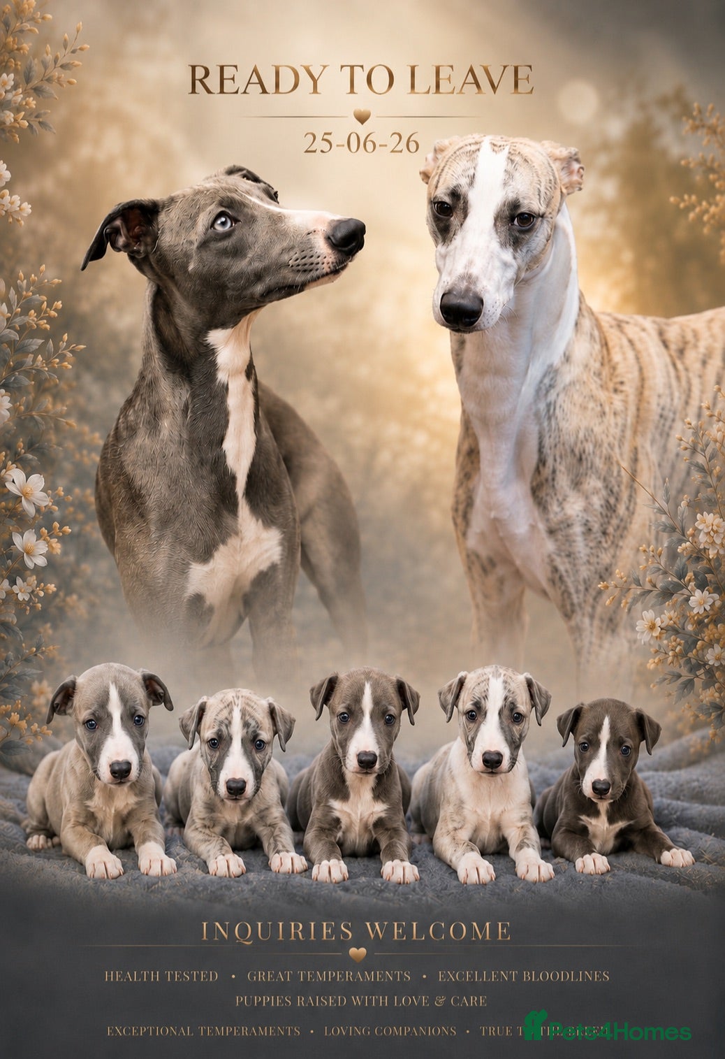 Whippet dogs STUNNING  RKC LITTER  - Advert 4