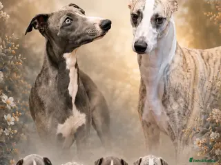 Whippet dogs STUNNING RKC LITTER - Advert 4
