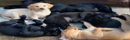 Labrador Retriever dogs for sale: FTCh Gunnerspeg Gambler × Greenbriar Tanzanite - Advert 12