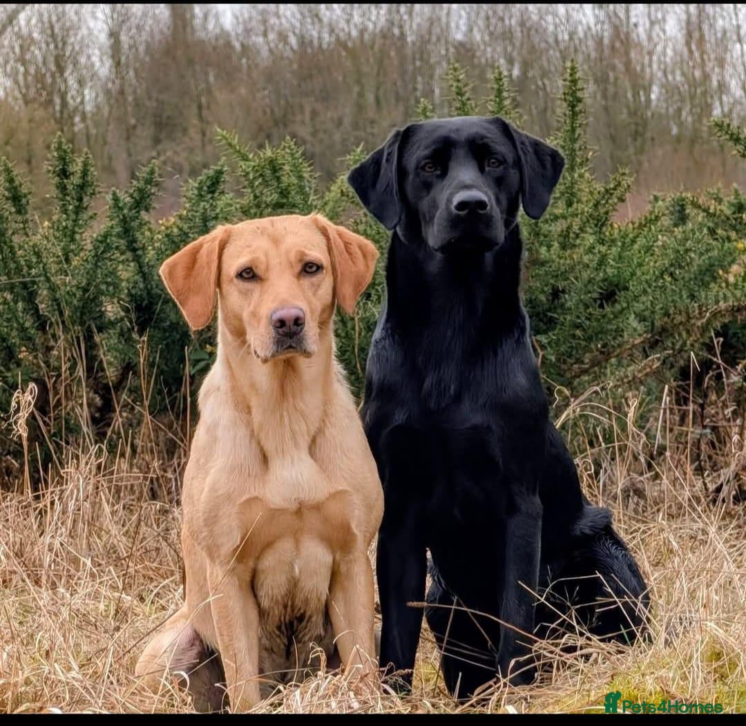 Labrador Retriever dogs Good, chunky, active and lovely Labrador Puppies - Advert 14