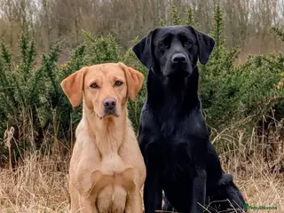Labrador Retriever dogs Good, chunky, active and lovely Labrador Puppies - Advert 14