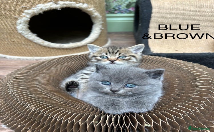 Scottish Fold cats - Advert 3