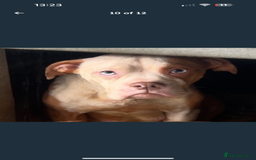 Mixed Breed dogs for sale: Alpha blue bulldog x mastiff - Image 10