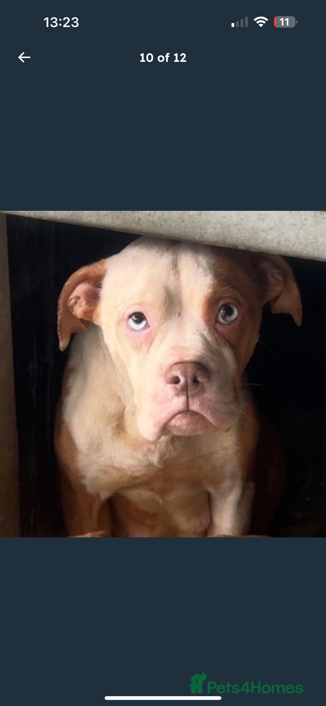 Mixed Breed dogs for sale: Alpha blue bulldog x mastiff - Image 10