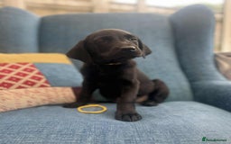 Goldador dogs for sale: Golden retriever x Labrador Retriever puppies - Image 3